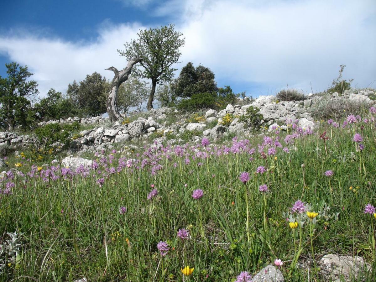 Orchidea Parco Del Gargano * Mattinata