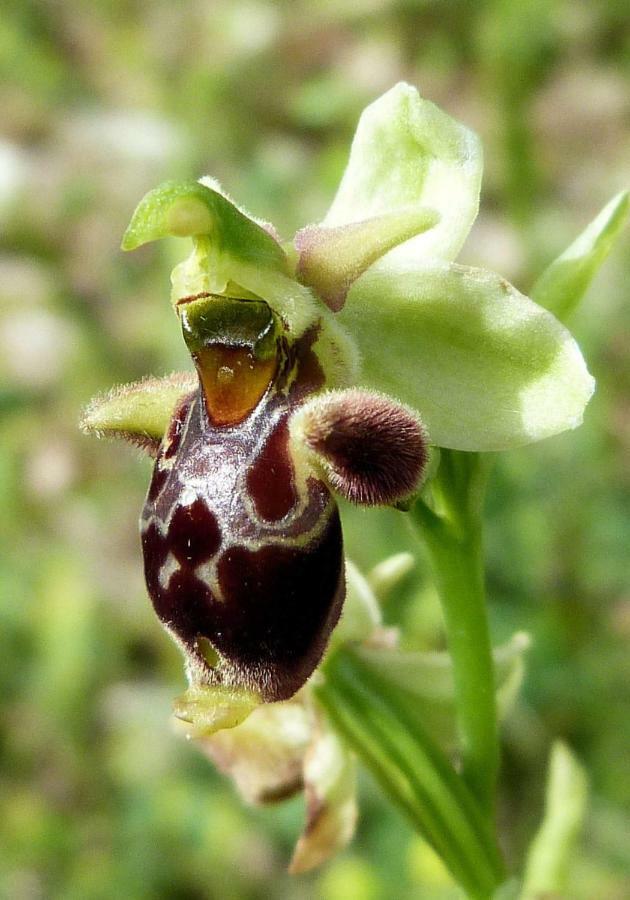 Orchidea Parco Del Gargano Apartment Mattinata